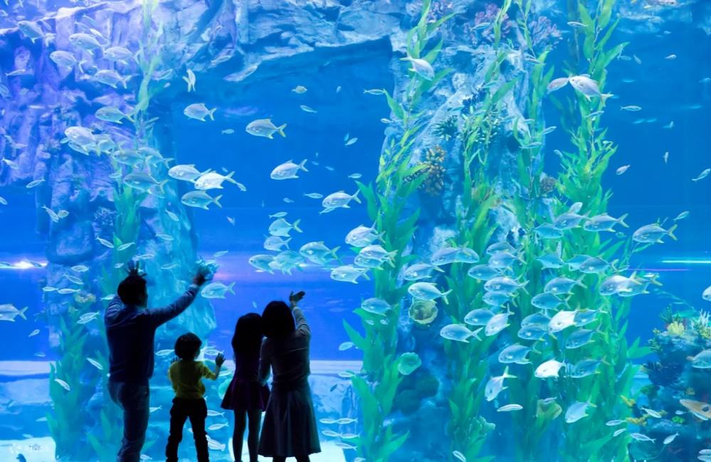 樂天世界水族館,樂天世界水族館門票,樂天世界,樂天世界門票,樂天世界介紹,樂天世界地圖,樂天世界攻略,樂天世界附近景點,樂天世界必玩,樂天世界快速通關,首爾,首爾自由行,首爾景點,首爾旅遊,韓國打卡景點,韓國景點推薦,首爾地鐵景點,首爾景點通行證,首爾樂天世界,韓國樂天