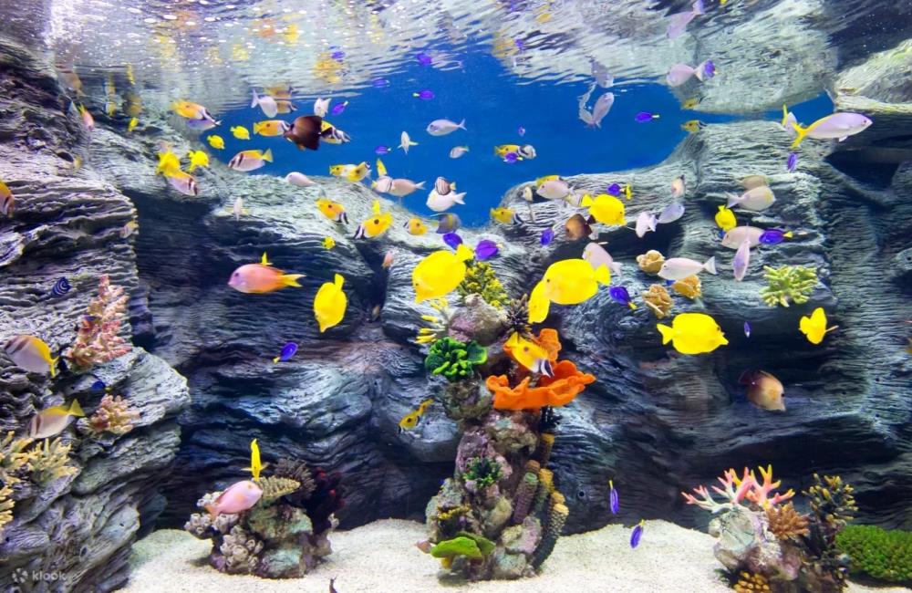 樂天世界水族館,樂天世界水族館門票,樂天世界,樂天世界門票,樂天世界介紹,樂天世界地圖,樂天世界攻略,樂天世界附近景點,樂天世界必玩,樂天世界快速通關,首爾,首爾自由行,首爾景點,首爾旅遊,韓國打卡景點,韓國景點推薦,首爾地鐵景點,首爾景點通行證,首爾樂天世界,韓國樂天