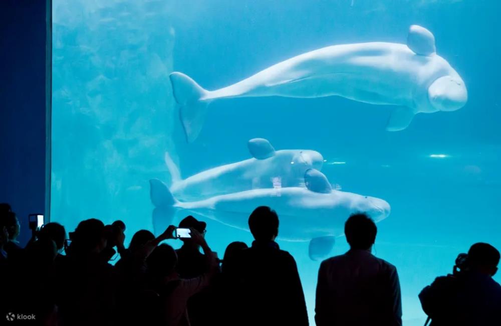 樂天世界水族館,樂天世界水族館門票,樂天世界,樂天世界門票,樂天世界介紹,樂天世界地圖,樂天世界攻略,樂天世界附近景點,樂天世界必玩,樂天世界快速通關,首爾,首爾自由行,首爾景點,首爾旅遊,韓國打卡景點,韓國景點推薦,首爾地鐵景點,首爾景點通行證,首爾樂天世界,韓國樂天