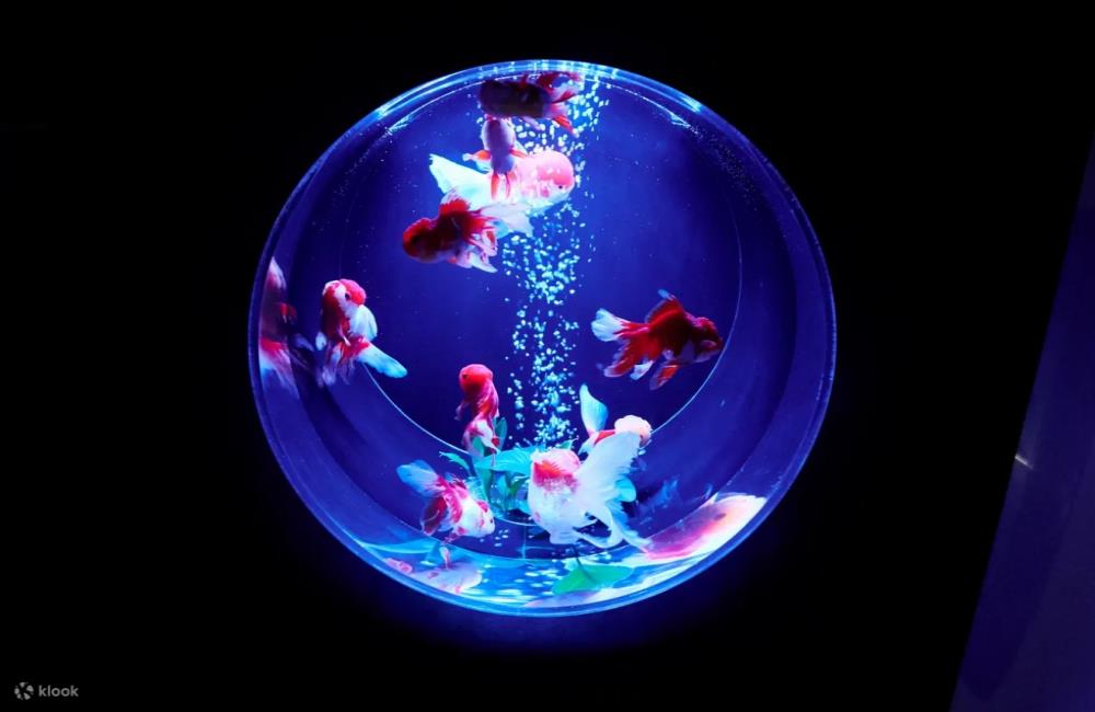 東京銀座藝術水族館,金魚美術館,ART AQUARIUM MUSEUM,東京金魚展,東京水族館,日本藝術水族館,金魚展,Art Aquarium Museum, 東京景點,東京,日本東京景點,東京私房景點,東京附近景點,東京十大景點,東京新景點,日本景點東京,東京親子,東京親子博物館