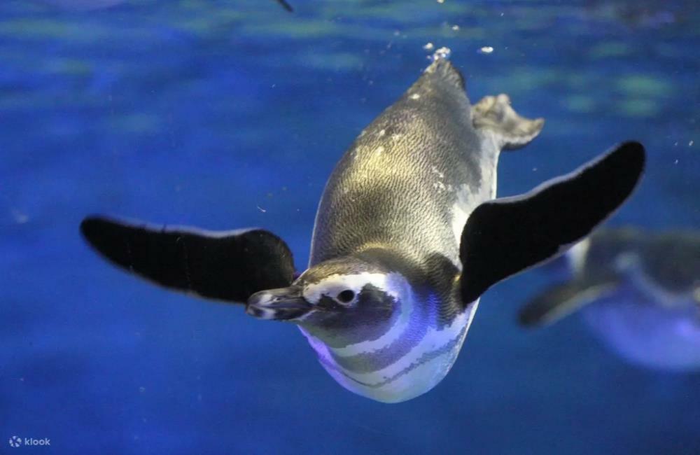 墨田水族館,東京水族館,墨田水族館門票,墨田水族館klook,東京晴空塔展望台水族館套票,東京晴空塔,日本東京晴空塔,東京晴空塔門票,東京晴空塔夜景,東京晴空塔特色,東京晴空塔交通,晴空塔,東京晴空塔高度,東京景點,東京,東京必去,日本東京景點,東京十大景點,日本景點,日本景點排名,日本必去景點,日本十大景點,日本景點東京,日本有名景點,東京自由行,日本東京,東京旅遊,東京親子