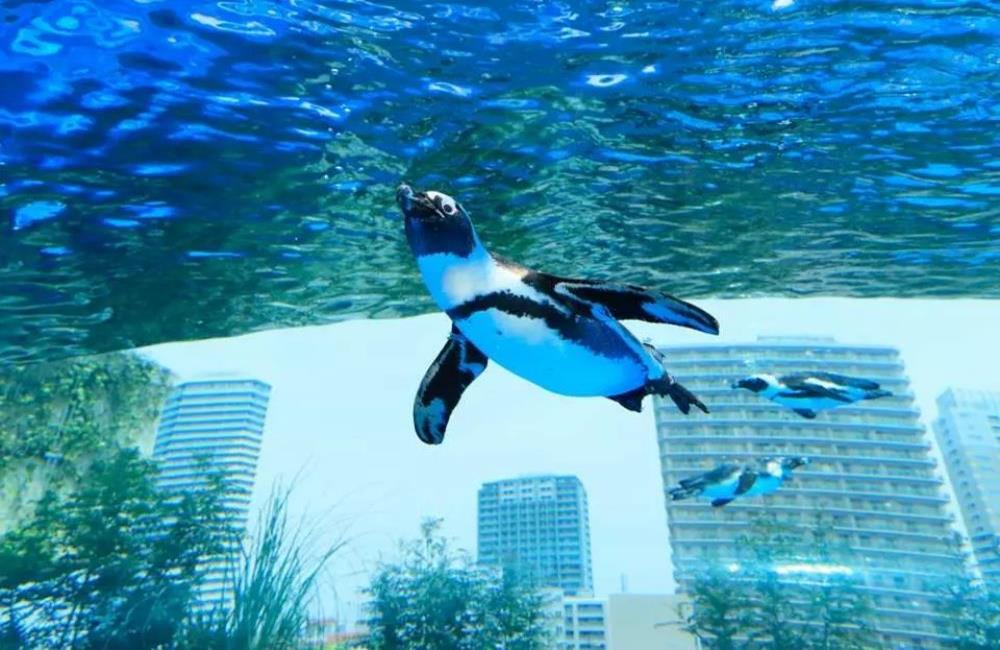 東京池袋陽光水族館,池袋水族館,陽光水族館,陽光水族館門票,東京景點,東京,日本東京景點,東京自由行,東京旅遊,東京親子,東京近郊親子,東京近郊親子景點,東京親子水族館,東京親子景點,東京水族館