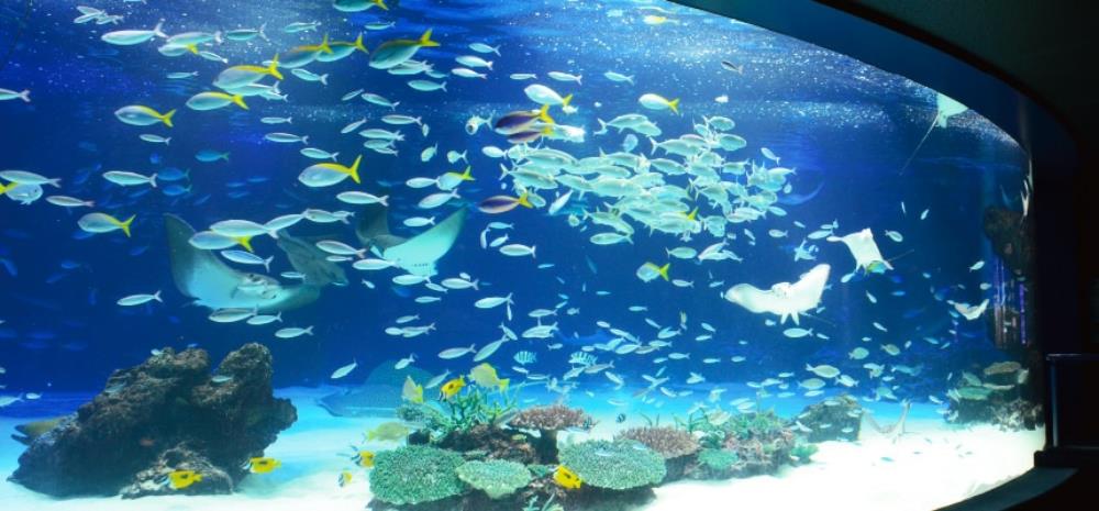 東京池袋陽光水族館,池袋水族館,陽光水族館,陽光水族館門票,東京景點,東京,日本東京景點,東京自由行,東京旅遊,東京親子,東京近郊親子,東京近郊親子景點,東京親子水族館,東京親子景點,東京水族館