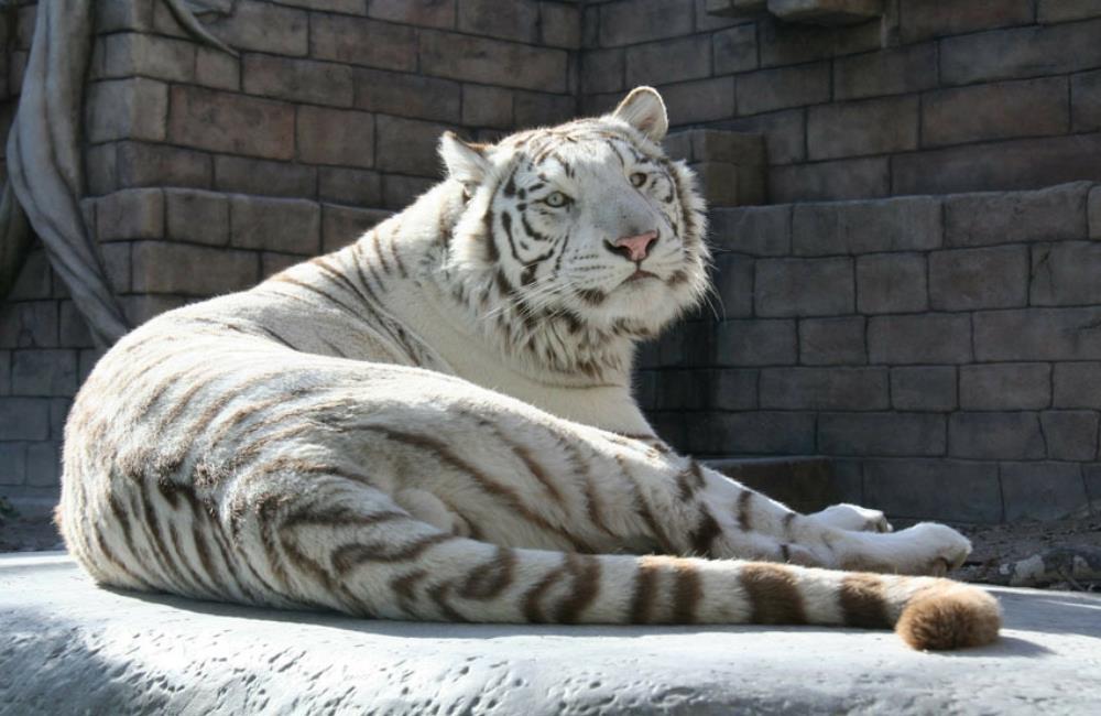 東武動物公園,東京動物園,東京動物園,東京親子景點,東京近郊親子,東京近郊親子景點,東京親子博物館,東京近郊親子景點,日本親子自由行,日本親子景點,日本景點,日本景點排名,日本必去景點,日本十大景點,日本景點東京,日本有名景點,東京附近景點,東京近郊景點