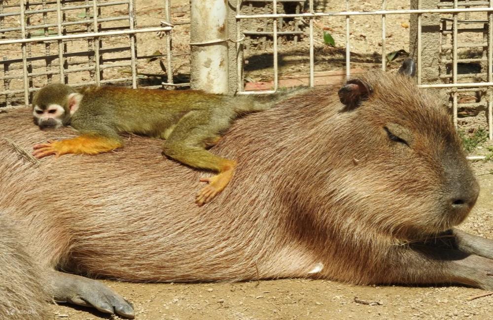 東武動物公園,東京動物園,東京動物園,東京親子景點,東京近郊親子,東京近郊親子景點,東京親子博物館,東京近郊親子景點,日本親子自由行,日本親子景點,日本景點,日本景點排名,日本必去景點,日本十大景點,日本景點東京,日本有名景點,東京附近景點,東京近郊景點