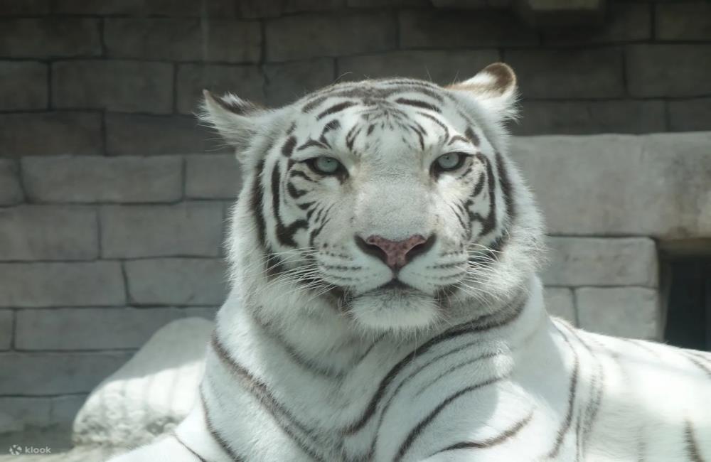 東武動物公園,東京動物園,東京動物園,東京親子景點,東京近郊親子,東京近郊親子景點,東京親子博物館,東京近郊親子景點,日本親子自由行,日本親子景點,日本景點,日本景點排名,日本必去景點,日本十大景點,日本景點東京,日本有名景點,東京附近景點,東京近郊景點