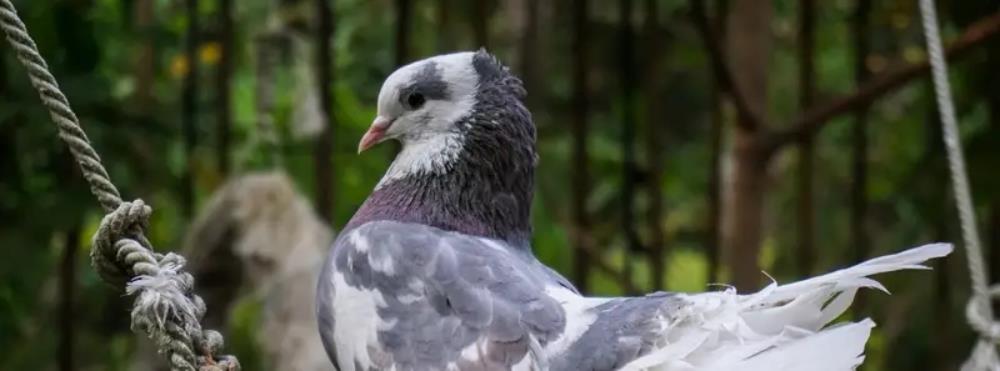 普吉島百鳥園,Phuket Bird Park,普吉島景點,普吉島景點推薦,泰國 普吉島景點,普吉島自由行,普吉島景點,普吉島四天三夜,普吉島,普吉島行程,普吉島,普吉島旅遊,泰國,泰國普吉島