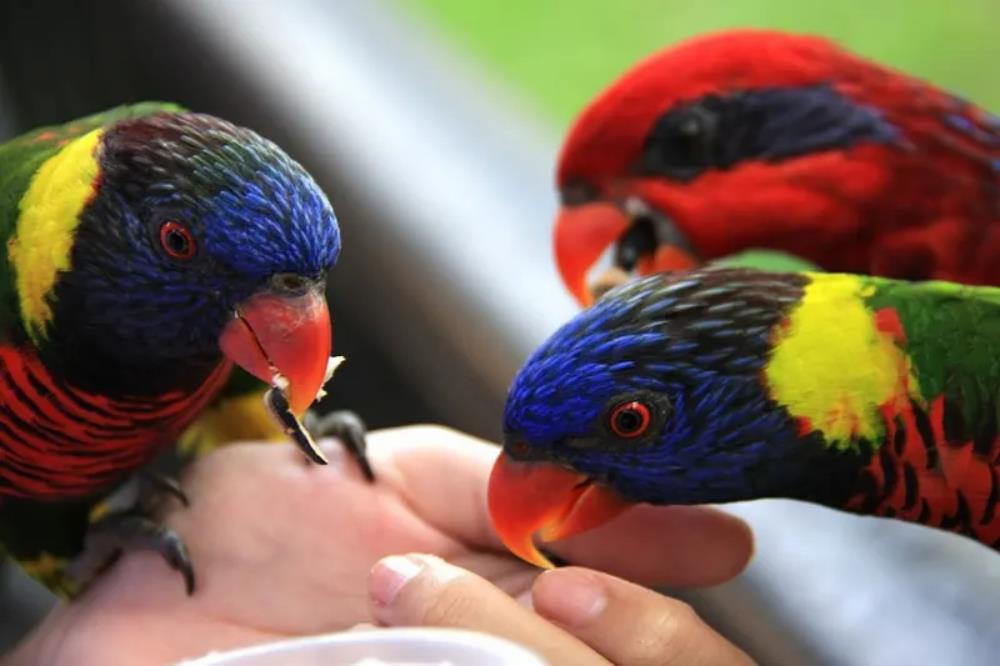 普吉島百鳥園,Phuket Bird Park,普吉島景點,普吉島景點推薦,泰國 普吉島景點,普吉島自由行,普吉島景點,普吉島四天三夜,普吉島,普吉島行程,普吉島,普吉島旅遊,泰國,泰國普吉島