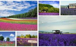 北海道富良野,富良野 北海道,富良野薰衣草,富良野,富良野 美瑛,富良野景點,富良野薰衣草特急,富良野三部曲,富良野王子酒店,富田農場 北海道,富田農場 哈密瓜工房,富田農場 午餐,富田農場 哈密瓜,富田農場 租車,富田農場 富良野,富良野王子酒店,富良野住宿,富良野住宿推薦,富良野 住宿 親子,富良野住宿,富良野 住宿 夏天,富良野住宿 新,富良野住宿 地點,親子 富良野住宿推薦