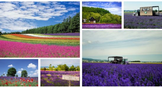 北海道富良野,富良野 北海道,富良野薰衣草,富良野,富良野 美瑛,富良野景點,富良野薰衣草特急,富良野三部曲,富良野王子酒店,富田農場 北海道,富田農場 哈密瓜工房,富田農場 午餐,富田農場 哈密瓜,富田農場 租車,富田農場 富良野,富良野王子酒店,富良野住宿,富良野住宿推薦,富良野 住宿 親子,富良野住宿,富良野 住宿 夏天,富良野住宿 新,富良野住宿 地點,親子 富良野住宿推薦