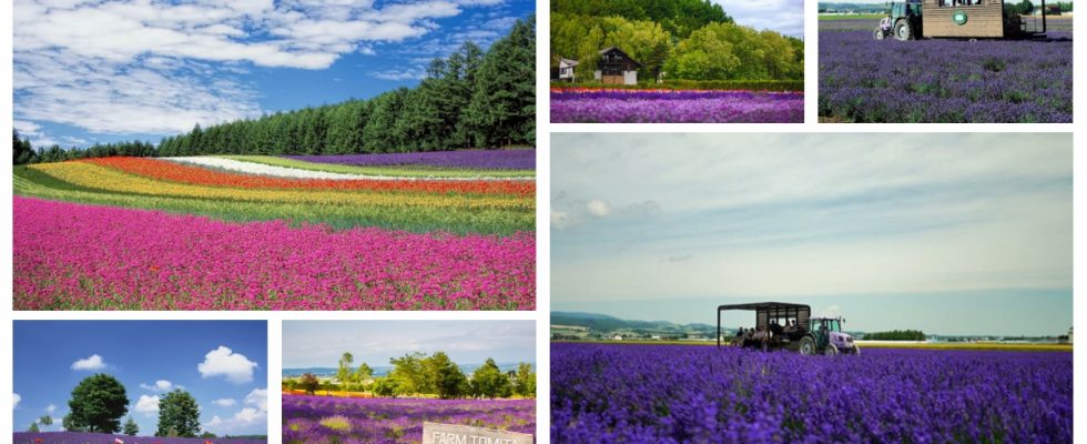 北海道富良野,富良野 北海道,富良野薰衣草,富良野,富良野 美瑛,富良野景點,富良野薰衣草特急,富良野三部曲,富良野王子酒店,富田農場 北海道,富田農場 哈密瓜工房,富田農場 午餐,富田農場 哈密瓜,富田農場 租車,富田農場 富良野,富良野王子酒店,富良野住宿,富良野住宿推薦,富良野 住宿 親子,富良野住宿,富良野 住宿 夏天,富良野住宿 新,富良野住宿 地點,親子 富良野住宿推薦