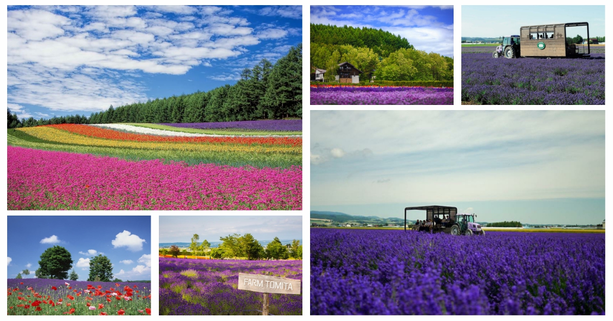 北海道富良野,富良野 北海道,富良野薰衣草,富良野,富良野 美瑛,富良野景點,富良野薰衣草特急,富良野三部曲,富良野王子酒店,富田農場 北海道,富田農場 哈密瓜工房,富田農場 午餐,富田農場 哈密瓜,富田農場 租車,富田農場 富良野,富良野王子酒店,富良野住宿,富良野住宿推薦,富良野 住宿 親子,富良野住宿,富良野 住宿 夏天,富良野住宿 新,富良野住宿 地點,親子 富良野住宿推薦