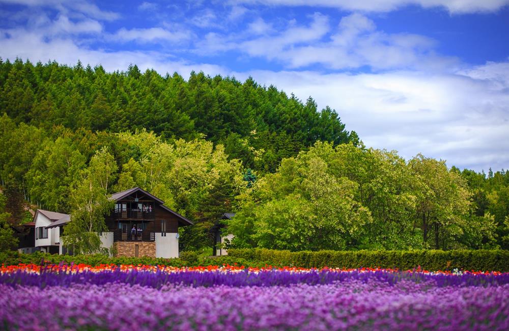 北海道富良野,富良野 北海道,富良野薰衣草,富良野,富良野 美瑛,富良野景點,富良野薰衣草特急,富良野三部曲,富良野王子酒店,富田農場 北海道,富田農場 哈密瓜工房,富田農場 午餐,富田農場 哈密瓜,富田農場 租車,富田農場 富良野,富良野王子酒店,富良野住宿,富良野住宿推薦,富良野 住宿 親子,富良野住宿,富良野 住宿 夏天,富良野住宿 新,富良野住宿 地點,親子 富良野住宿推薦