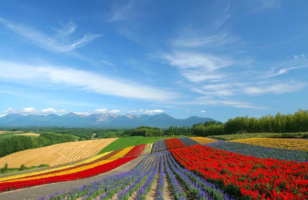 北海道富良野,富良野 北海道,富良野薰衣草,富良野,富良野 美瑛,富良野景點,富良野薰衣草特急,富良野三部曲,富良野王子酒店,富田農場 北海道,富田農場 哈密瓜工房,富田農場 午餐,富田農場 哈密瓜,富田農場 租車,富田農場 富良野,富良野王子酒店,富良野住宿,富良野住宿推薦,富良野 住宿 親子,富良野住宿,富良野 住宿 夏天,富良野住宿 新,富良野住宿 地點,親子 富良野住宿推薦