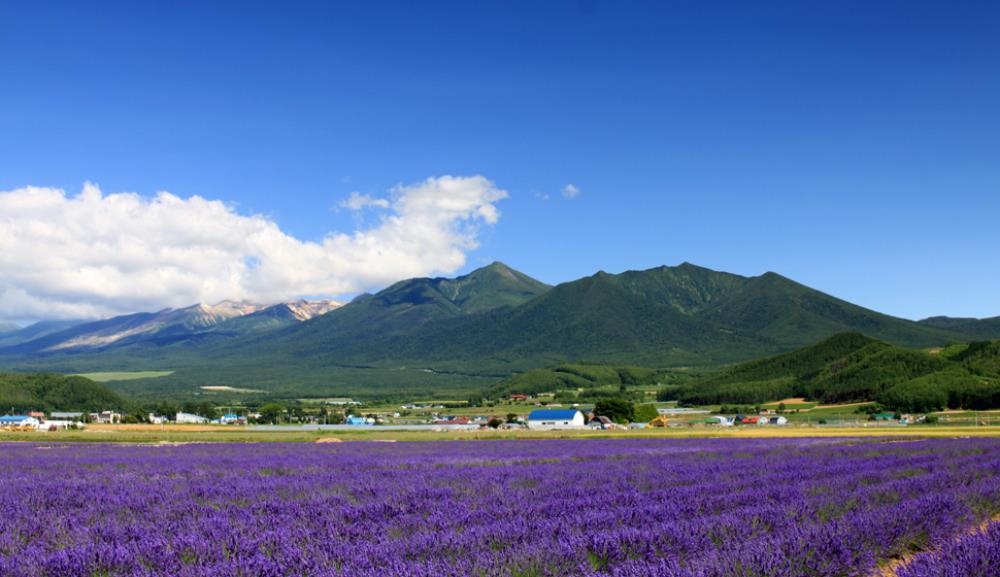 北海道富良野,富良野 北海道,富良野薰衣草,富良野,富良野 美瑛,富良野景點,富良野薰衣草特急,富良野三部曲,富良野王子酒店,富田農場 北海道,富田農場 哈密瓜工房,富田農場 午餐,富田農場 哈密瓜,富田農場 租車,富田農場 富良野