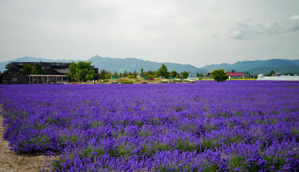 北海道富良野,富良野 北海道,富良野薰衣草,富良野,富良野 美瑛,富良野景點,富良野薰衣草特急,富良野三部曲,富良野王子酒店,富田農場 北海道,富田農場 哈密瓜工房,富田農場 午餐,富田農場 哈密瓜,富田農場 租車,富田農場 富良野