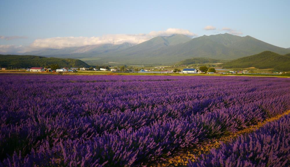 北海道富良野,富良野 北海道,富良野薰衣草,富良野,富良野 美瑛,富良野景點,富良野薰衣草特急,富良野三部曲,富良野王子酒店,富田農場 北海道,富田農場 哈密瓜工房,富田農場 午餐,富田農場 哈密瓜,富田農場 租車,富田農場 富良野