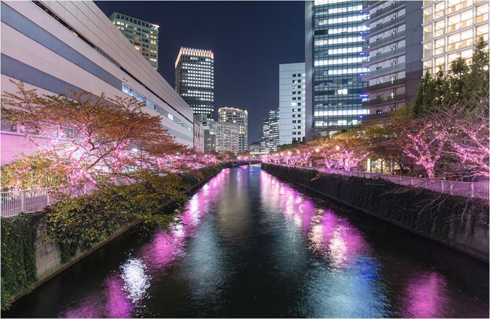 東京點燈2023,目黑川,目黑川星巴克,目黑川櫻花2023,目黑川景點,目黑川交通,目黑川步道,目黑川 秋天,目黑川櫻花道,東京點燈,東京,東京冬季點燈,日本,聖誕點燈,東京,日本