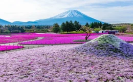 富士芝櫻祭2024,富士芝櫻祭,日本,櫻花,富士山,富士芝櫻祭官網,富士芝櫻祭交通,富士芝櫻祭一日遊,富士芝櫻祭交通,富士芝櫻祭花況,富士芝櫻祭巴士,逆富士,河口湖