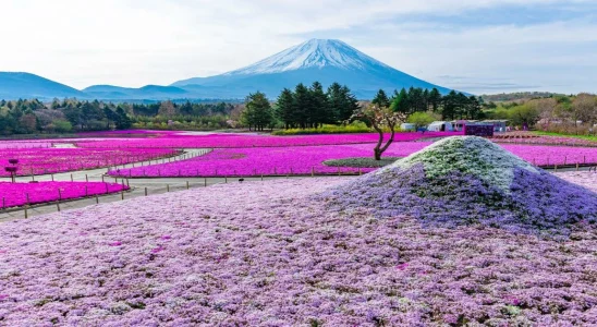 富士芝櫻祭2024,富士芝櫻祭,日本,櫻花,富士山,富士芝櫻祭官網,富士芝櫻祭交通,富士芝櫻祭一日遊,富士芝櫻祭交通,富士芝櫻祭花況,富士芝櫻祭巴士,逆富士,河口湖