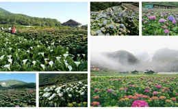 陽明山竹子湖繡球花季,繡球花季,繡球花季 陽明山,繡球花季時間,繡球花季幾月,繡球花,台北,陽明山,台灣花季,台灣,繡球花季 台北,竹子湖,繡球花季 萬里,陽明山繡球花,陽明山繡球花月份,陽明山繡球花公車,陽明山繡球花田,陽明山繡球花季時間,陽明山繡球花季,竹子湖繡球花,竹子湖繡球花季 大梯田生態農場,竹子湖繡球花推薦,竹子湖繡球花 交通,竹子湖繡球花,竹子湖繡球花 停車場