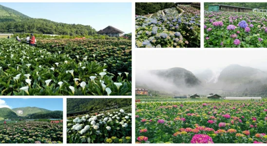 陽明山竹子湖繡球花季,繡球花季,繡球花季 陽明山,繡球花季時間,繡球花季幾月,繡球花,台北,陽明山,台灣花季,台灣,繡球花季 台北,竹子湖,繡球花季 萬里,陽明山繡球花,陽明山繡球花月份,陽明山繡球花公車,陽明山繡球花田,陽明山繡球花季時間,陽明山繡球花季,竹子湖繡球花,竹子湖繡球花季 大梯田生態農場,竹子湖繡球花推薦,竹子湖繡球花 交通,竹子湖繡球花,竹子湖繡球花 停車場