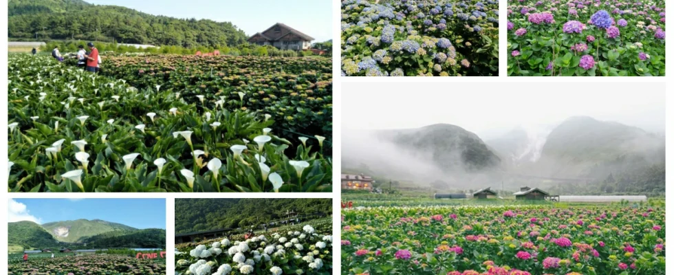 陽明山竹子湖繡球花季,繡球花季,繡球花季 陽明山,繡球花季時間,繡球花季幾月,繡球花,台北,陽明山,台灣花季,台灣,繡球花季 台北,竹子湖,繡球花季 萬里,陽明山繡球花,陽明山繡球花月份,陽明山繡球花公車,陽明山繡球花田,陽明山繡球花季時間,陽明山繡球花季,竹子湖繡球花,竹子湖繡球花季 大梯田生態農場,竹子湖繡球花推薦,竹子湖繡球花 交通,竹子湖繡球花,竹子湖繡球花 停車場