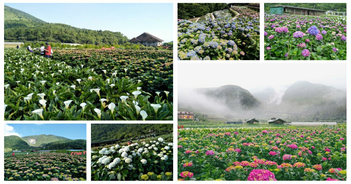 陽明山竹子湖繡球花季,繡球花季,繡球花季 陽明山,繡球花季時間,繡球花季幾月,繡球花,台北,陽明山,台灣花季,台灣,繡球花季 台北,竹子湖,繡球花季 萬里,陽明山繡球花,陽明山繡球花月份,陽明山繡球花公車,陽明山繡球花田,陽明山繡球花季時間,陽明山繡球花季,竹子湖繡球花,竹子湖繡球花季 大梯田生態農場,竹子湖繡球花推薦,竹子湖繡球花 交通,竹子湖繡球花,竹子湖繡球花 停車場