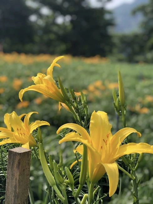 2024花現台七,繡球花,桃園,桃園繡球花季,桃園繡球花,桃園繡球花農場,桃園繡球花,桃園繡球花季,桃園繡球花 交通,桃園繡球花 推薦,桃園繡球金針花季,台七桃花源休閒農業區,百吉休閒農業區