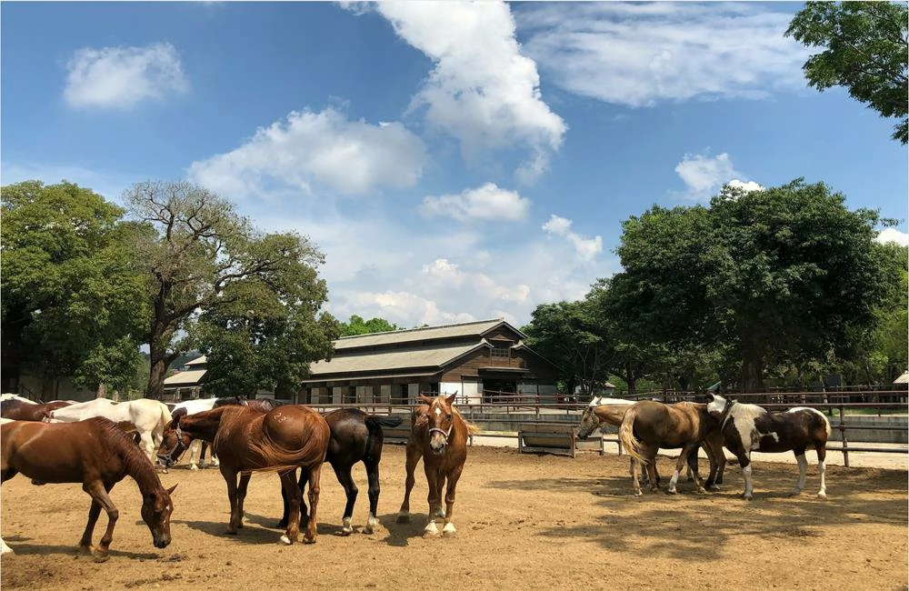 后里馬場馬戲團,后里馬場,后里馬場門票,后里馬場馬戲團時間,瘋馬大馬戲,后里馬戲節,后里馬戲節-瘋馬大馬戲,台中,台中后里,台中后里馬場,后里景點,后里景點一日遊,台中親子景點