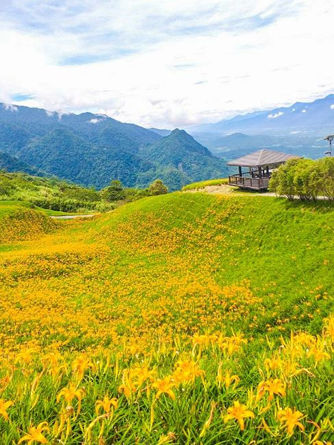 六十石山,六十石山即時影像,六十石山民宿,六十石山交通,六十石山路況,六十石山季節,六十石山接駁車,六十石山金針花,六十石山金針花地標,六十石山金針花海 季節,六十石山金針花 2024,六十石山金針花海的圖片,六十石山金針花 交通,花蓮,富里,六十石山