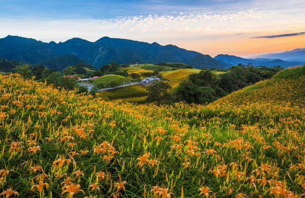 赤柯山,赤柯山金針花,赤柯山路況,赤柯山金針花季,赤柯山交通,赤柯山金針花海,赤柯山金針花 介紹,赤柯山金針花 住宿,玉里,花蓮金針花季,花蓮金針花海,花蓮金針花季節,花蓮金針花花季,花蓮金針花2024,花蓮金針花山,金針花海,金針花介紹