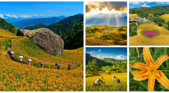 六十石山,六十石山金針花,六十石山金針花海 季節,花蓮金針花海,花蓮金針花季節,花蓮金針花花季,花蓮金針花山,金針花海,金針花介紹,金針花季,赤柯山,赤柯山金針花,赤柯山金針花季,赤柯山金針花海,赤柯山金針花 住宿,玉里,花蓮,富里