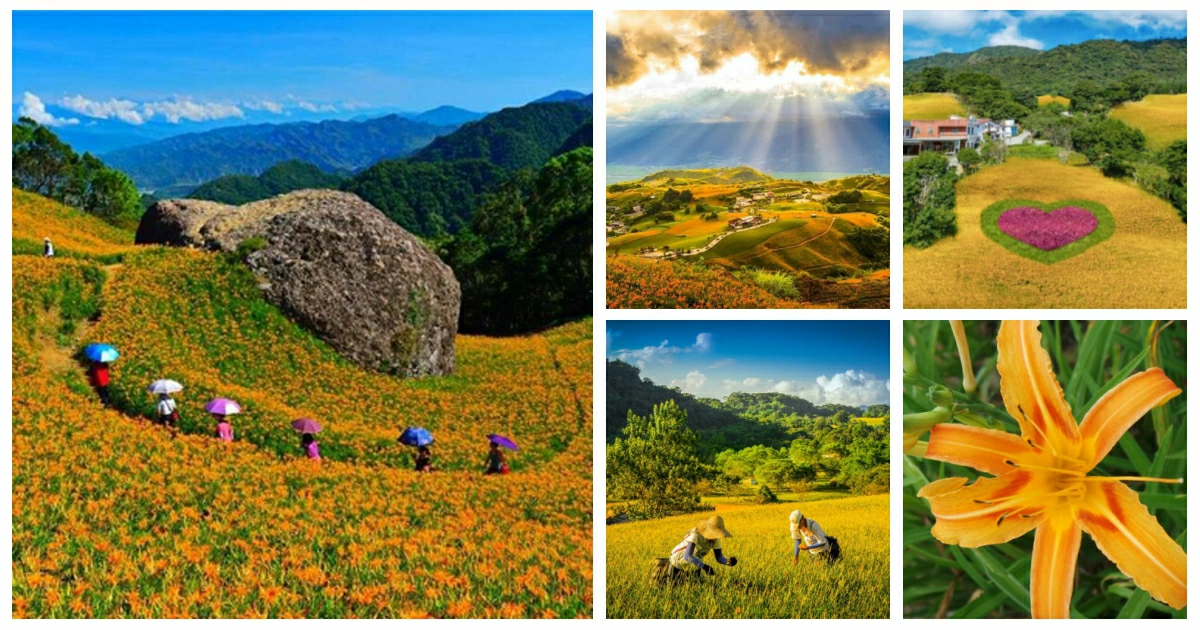 六十石山,六十石山金針花,六十石山金針花海 季節,花蓮金針花海,花蓮金針花季節,花蓮金針花花季,花蓮金針花山,金針花海,金針花介紹,金針花季,赤柯山,赤柯山金針花,赤柯山金針花季,赤柯山金針花海,赤柯山金針花 住宿,玉里,花蓮,富里