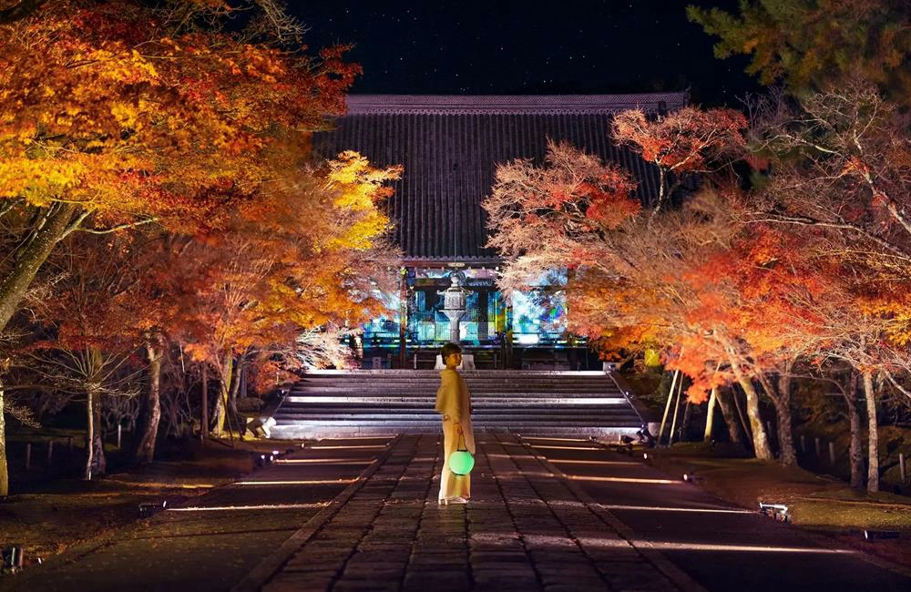 仁和寺,仁和寺 楓葉,京都光雕秀2024,京都賞楓景點,京都,京都賞楓,世界遺產,NAKED,夜楓,日本紅葉,日本賞楓自由行,日本賞楓,日本,神社,日本神社,京都神社