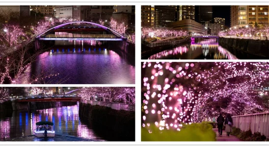 目黑川夜櫻,目黑川,目黑川櫻花,目黑川點燈,目黑川 聖誕,目黑川minna no illumi,聖誕點燈,東京聖誕點燈,目黑川,東京,日本