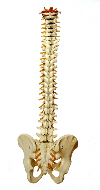 顱薦椎治療,Craniosacral Therapy,CST,顱薦椎,顱薦椎治療好轉現象,顱薦椎治療原理,顱薦骨,身心靈療癒,身心靈