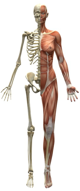 顱薦椎治療,Craniosacral Therapy,CST,顱薦椎,顱薦椎治療好轉現象,顱薦椎治療原理,顱薦骨,身心靈療癒,身心靈