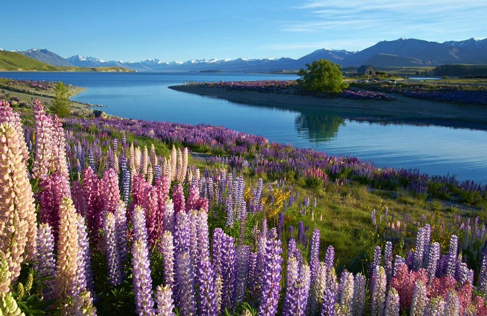 紐西蘭魯冰花,特卡波湖,特卡波湖 極光,Lake Tekapo,紐西蘭,紐西蘭旅遊,紐西蘭自由行