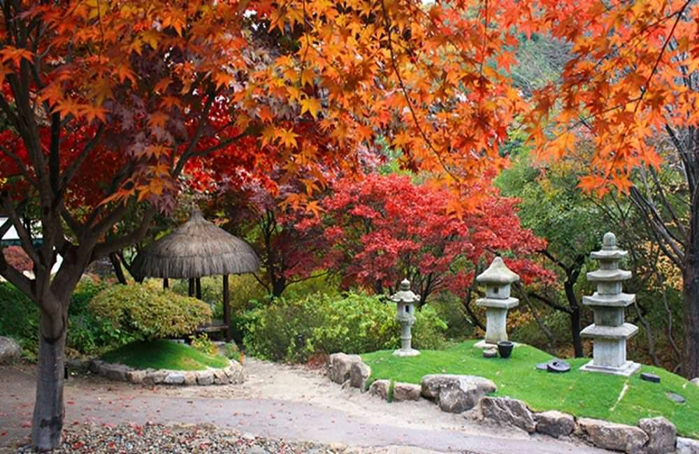 晨靜樹木園,아침고요수목원,韓國賞楓,首爾近郊賞楓,韓國賞楓推薦,韓國賞楓時間,韓國賞楓,韓國賞楓團,韓國賞楓自由行,韓國賞楓景點,韓國賞楓季節,韓國賞楓日期,韓國賞楓預測,首爾賞楓時間,首爾賞楓自由行,首爾賞楓季節,首爾賞楓團,首爾賞楓景點