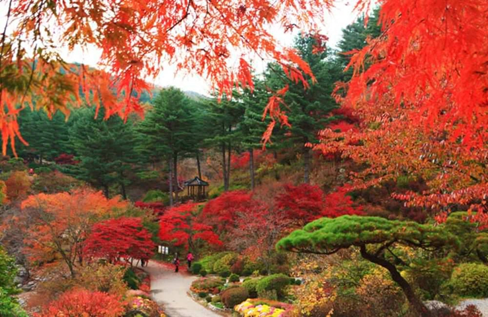 晨靜樹木園,아침고요수목원,韓國賞楓,首爾近郊賞楓,韓國賞楓推薦,韓國賞楓時間,韓國賞楓,韓國賞楓團,韓國賞楓自由行,韓國賞楓景點,韓國賞楓季節,韓國賞楓日期,韓國賞楓預測,首爾賞楓時間,首爾賞楓自由行,首爾賞楓季節,首爾賞楓團,首爾賞楓景點