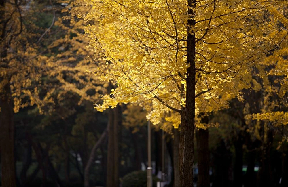 洪川銀杏林,홍천 은행나무숲,韓國賞楓,首爾近郊賞楓,韓國賞楓推薦,首爾賞楓時間,首爾賞楓自由行,首爾賞楓季節,首爾賞楓團,首爾賞楓景點