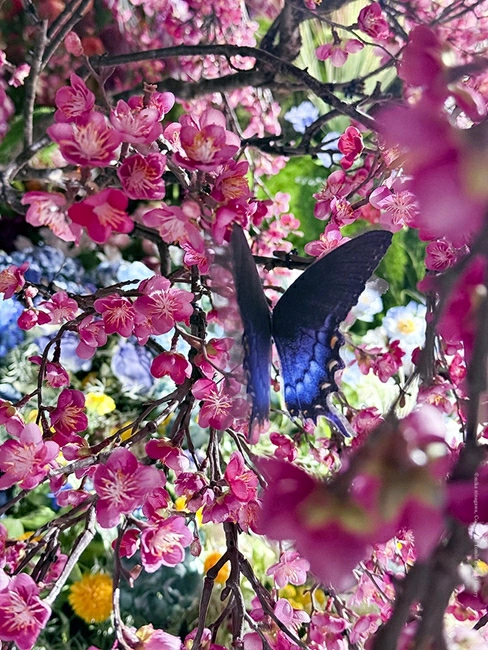 蜷川實花展2026:日本京都爆紅!展覽海外首站登台灣台北華山 - Travel x Freedom 旅誌字遊 threeonelee.com 花朵與蝴蝶的色層意象 對應蜷川實花展台北場的觀展節奏