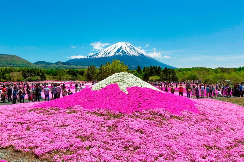 【富士山芝櫻祭】日本最大規模花祭，白皚富士山景與粉紅花海同框畫面！ - Travel x Freedom 旅誌字遊 threeonelee.com